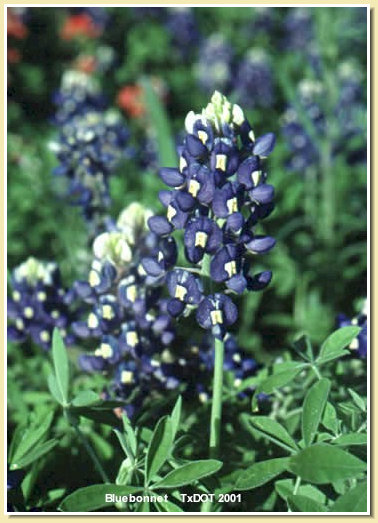 TXDOT wildflower pic