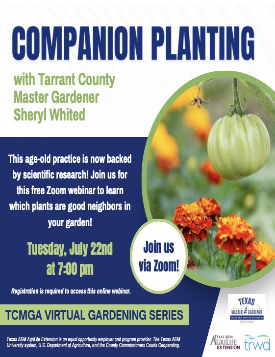 Companion Planting 22Aug25