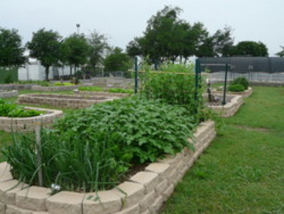 Community Vegetable Bed