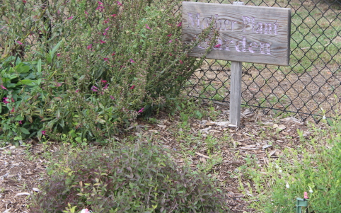 Mother Plant Bed