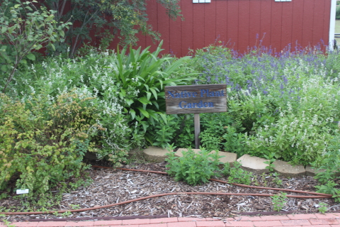 Native Plant Garden