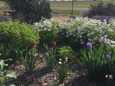 Perennial Garden