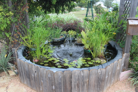 Fish and Lily Pond